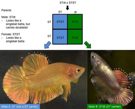 betta breeding genetics.